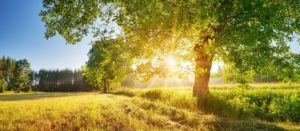 specialty care health and wellness sunset