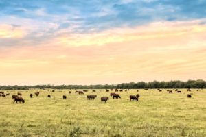 cattle ranch